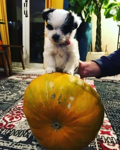 oreo-puppy-on-a-pumpkin